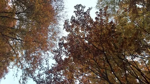 Autumn tree crowns from below with red-orange foliage against cloudy sky in Stock Footage 324960023