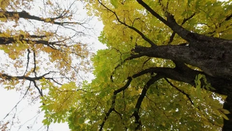 Autumn Tree Crowns Forest Rotating Aerial View Video stock 319334547
