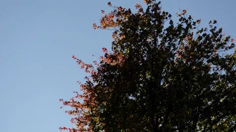 Autumn tree in daytime Stock Footage 68983274
