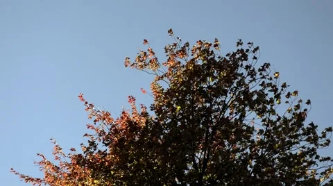 Autumn tree in daytime Stock Footage 68983275