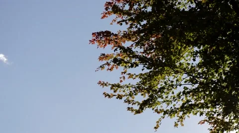 Autumn tree in daytime Stock Footage 68983294