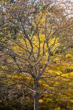 Autumn tree dry leaf texture and background texture Stock Photos