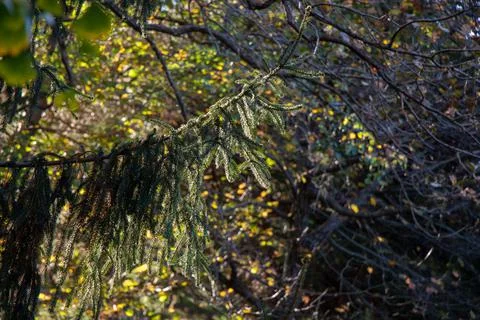 Autumn tree dry leaf texture and background texture Stock Photos