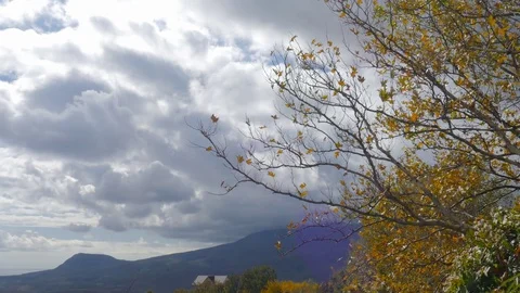 Autumn tree with dry withered leaves Stock Footage 80998940