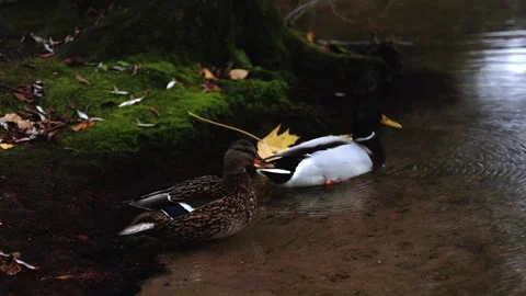 Autumn tree with ducks Stock Footage 320829514