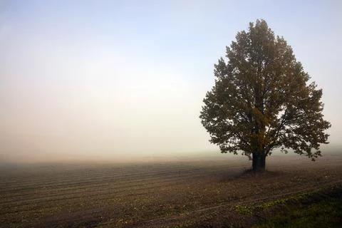 Autumn tree during leaf fall, changes in nature during the autumn season Stock Photos
