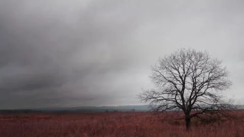 Autumn. Tree in a field. Stock Photos