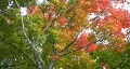 Autumn tree. HD Footage