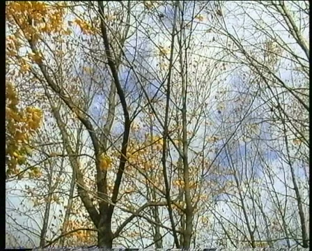 Autumn tree Stock Footage 493476