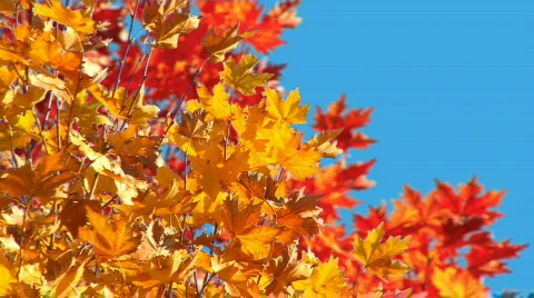 Autumn Tree Stockbeeldmateriaal 852987