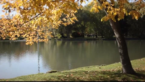 Autumn tree Stock-Footage 8554572