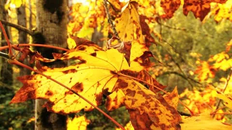 Autumn Tree Stock Footage 8918642