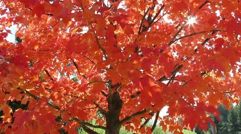 Autumn tree Stock Footage 8987605