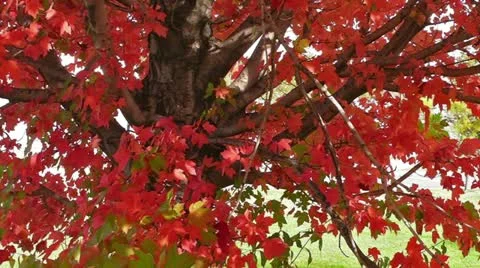 Autumn Tree Video stock 12425171