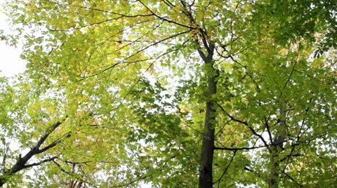 Autumn tree Stock Footage 31851302