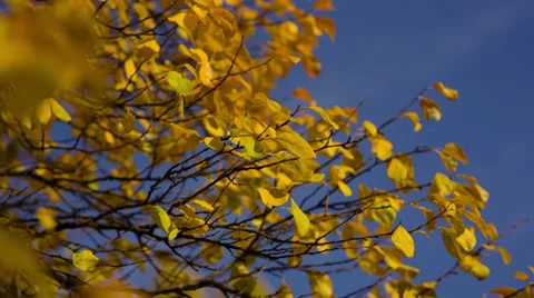 Autumn Tree Stock Footage 32175822