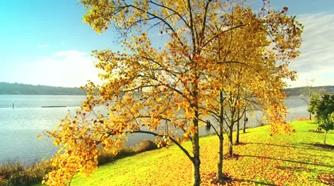 Autumn Tree Stock Footage 32660411