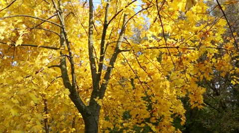 Autumn tree Stock Footage 33820614