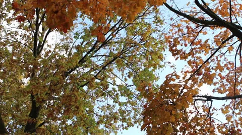 Autumn tree Stock Footage 39126859