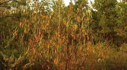 Autumn Tree Video stock 55506333