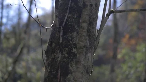 Autumn tree Video stock 81429931