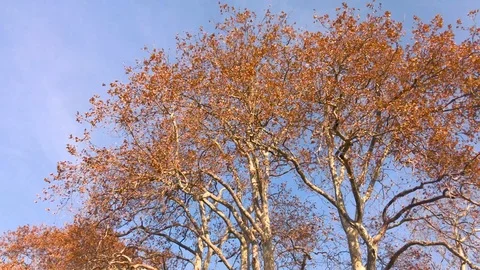 Autumn Tree Stock Footage 82238419