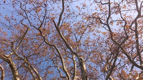 Autumn Tree Stock Footage 82238426