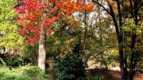 Autumn Tree Видео 101310302