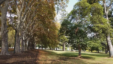 Autumn tree Stock Footage 106849091