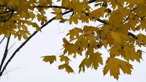 Autumn tree Stock Footage 120353948