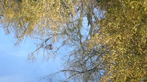 Autumn tree Stock Footage 121727900