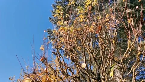 Autumn tree Stock-Footage 142863419