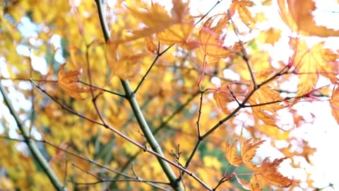 Autumn Tree 스톡 동영상 143397135