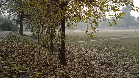 Autumn tree Video stock 146311159