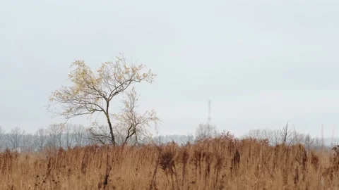 Autumn tree Stock Footage 166997733