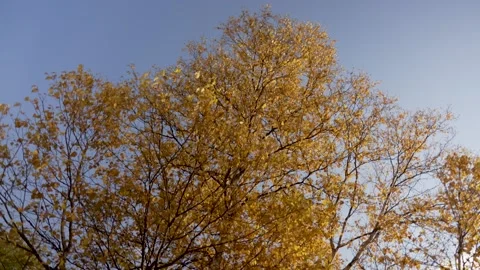 Autumn tree Stock Footage 169747982