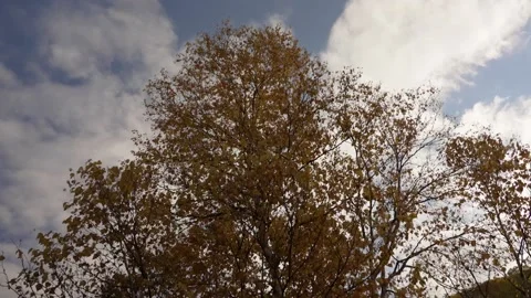 Autumn tree Stock Footage 169748058