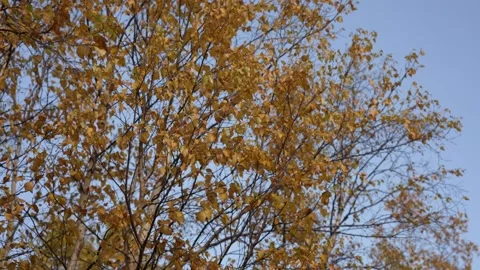 Autumn tree Stock Footage 169748059