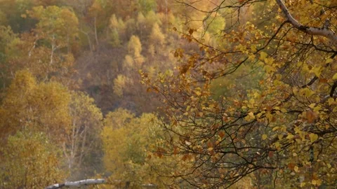 Autumn tree Stock Footage 169748066