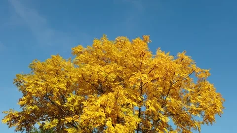 Autumn tree Stock Footage 290780591