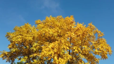 Autumn tree Stock Footage 290912857