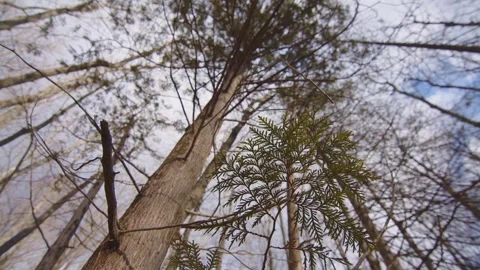 Autumn tree Stock Footage 299857503