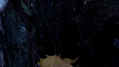 Autumn tree Stock Footage 320829409