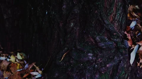 Autumn tree Stock Footage 320829502