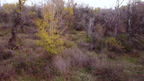 Autumn tree in the forest Stock Footage 168556654