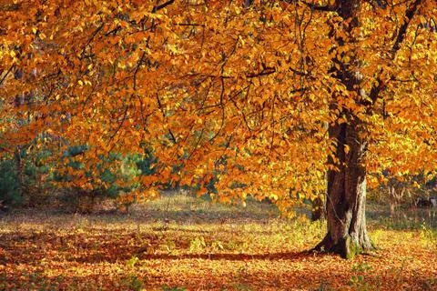 Autumn tree in the forest Stock Photos