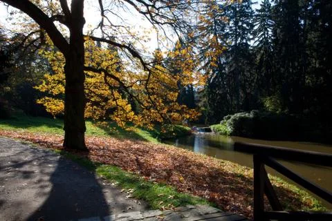 Autumn tree in the forest standing by the pond Stock Photos
