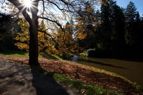 Autumn tree in the forest standing by the pond Foto stock