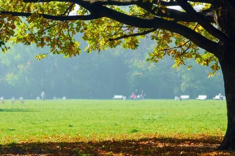 Autumn Tree frame Foto stock