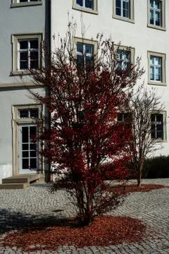 Autumn tree in front of the monastery school of the Holy Sepulcher in Baden-B Stock Photos